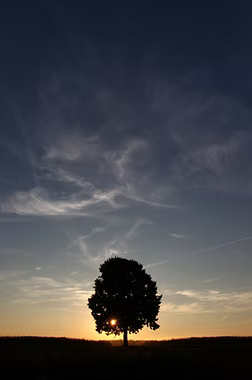 A tree at sunset